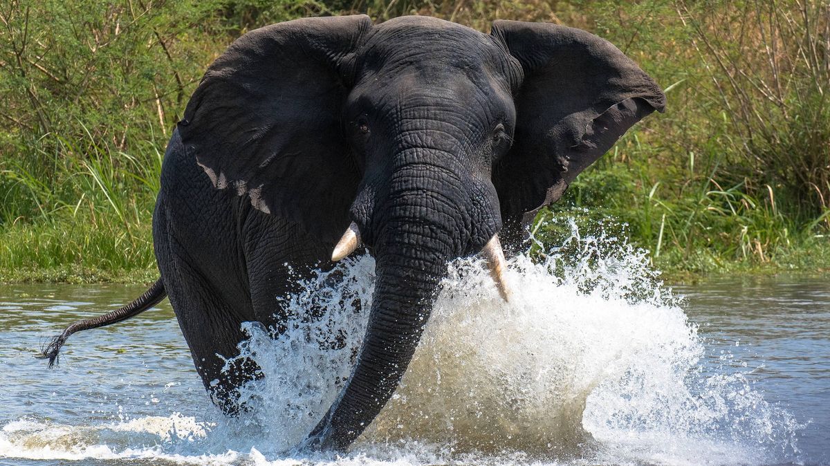 Rozzuřený slon na safari zabil americkou penzistku
